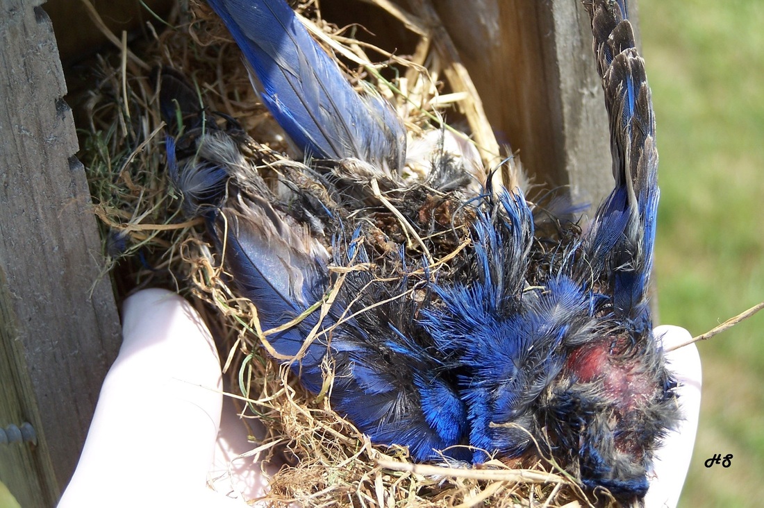 Deterring House Sparrows - Welcome to the Bluebird Society of  Pennsylvania's Website